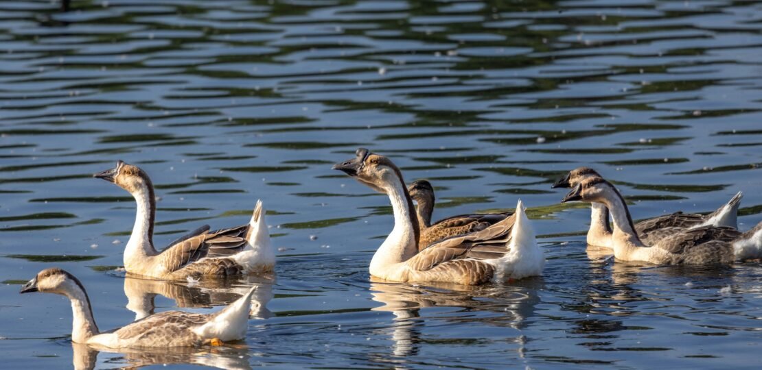 pexels-photo-13077033