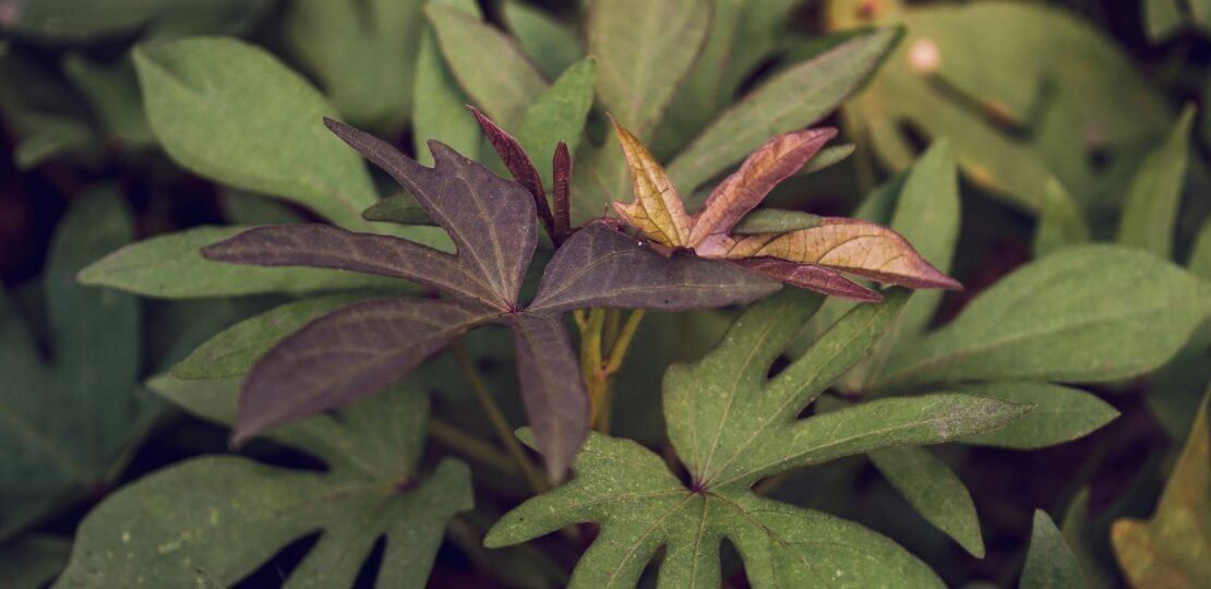 pexels-photo-19067632
