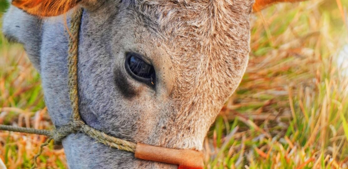 pexels-photo-30338192