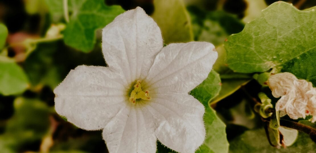 pexels-photo-30493212